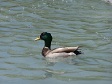Mallard Duck.JPG